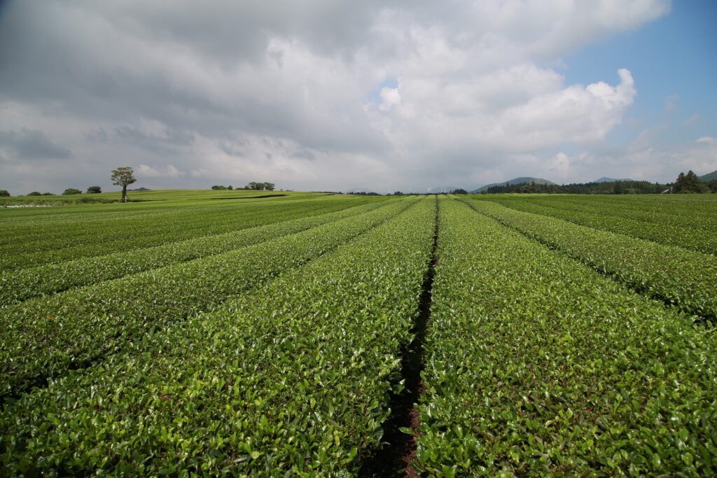 緑茶畑　中国