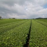 緑茶畑　中国